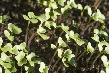 沢山のキャベツの芽