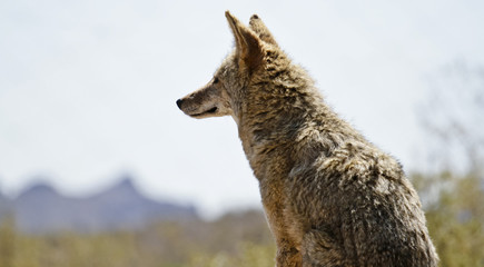 desert coyote surveying the landscape