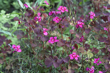 Pink flowers and grass
