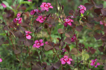 Fototapeta premium Pink flowers and grass