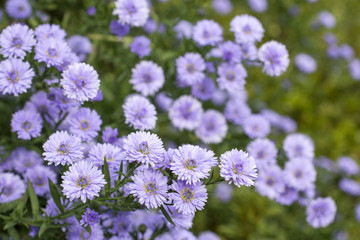 紫のクジャクソウの花