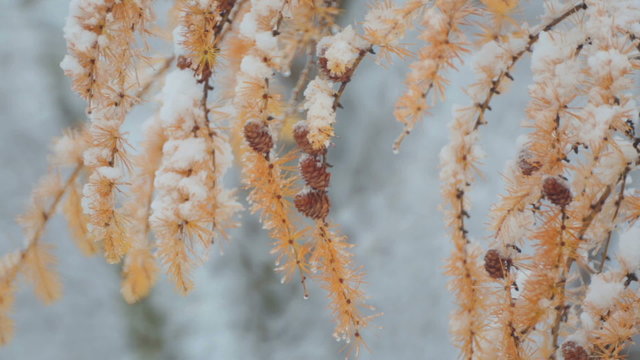Larch branch with cones in winter. Yellow pine branch with cones in the snow.