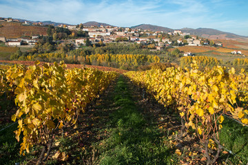 L ' automne dans le Beaujolais , village de Vaux en Beaujolais
