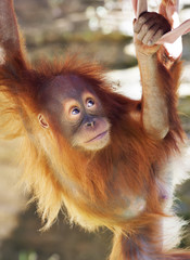 Look up of an orangutan baby in backlight. A little great ape is going to be an alpha male. Human like monkey cub in shaggy red fur. Beauty of the wildlife.