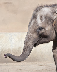 The head of a young Asiatic or Indian elephant female, Elephas maximus, with stretched forward trunk. Side face portrait of a huge, but cute and cuddly animal. Charm of the wildlife.