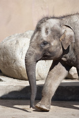 The head of a young Asiatic or Indian elephant female, Elephas maximus, hurrying on her business. Side face portrait of a huge, but cute and cuddly animal. Charm of the wildlife.