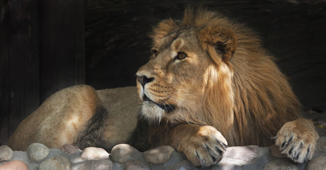 Zijaanzicht van een Aziatische leeuw, rustig liggend in de boomschaduw. De koning der beesten, de grootste kat ter wereld. Het gevaarlijkste en machtigste roofdier ter wereld. Schoonheid van de natuur..