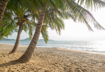 Tropical beach with coconut trees