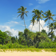 Fototapeta premium tropical palms on the sandy beach