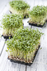 Fresh Garden Cress (selective focus)