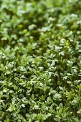 Cress background image