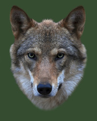 The head of a young, two year old, european wolf female. Face portrait of the forest dangerous beast, Canis lupus lupus, isolated on green background. Beauty of the wildlife.