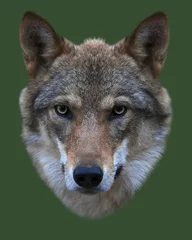 Photo sur Aluminium Loup The head of a young, two year old, european wolf female. Face portrait of the forest dangerous beast, Canis lupus lupus, isolated on green background. Beauty of the wildlife.