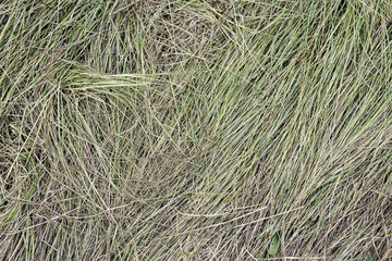 Pile of dry branches