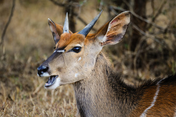 Nyala – junger Bock; Portrait