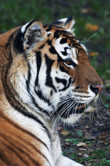 Close up with a beautiful Siberian tiger female. Side face portrait of the lying biggest cat with open chaps. The most dangerous and mighty beast of the world. The very powerful and dodgy raptor.