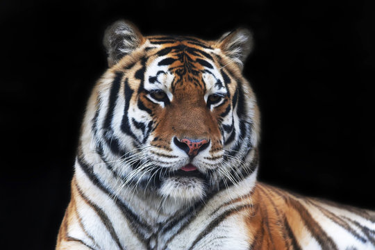 A beautiful Siberian tiger female with pink tongue. Face portrait of the lying biggest cat, isolated on black background. The most dangerous and mighty beast of the world.