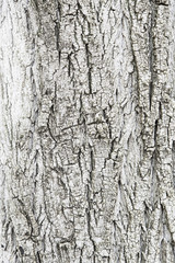 Tree bark