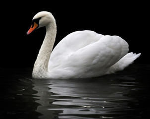 Side face portrait of a whooping swan, isolated on black background. White swan, side view, with orange beak in twilight. Wild beauty of a excellent web foot bird.
