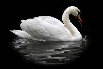 Fototapeta premium Side face portrait of a whooping swan, isolated on black background. White swan, side view, with orange beak and water drops. Wild beauty of a excellent web foot bird.