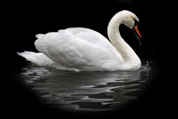 Washable wall murals Swan Side face portrait of a whooping swan, isolated on black background. White swan, side view, with orange beak and water drops. Wild beauty of a excellent web foot bird.