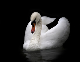 Portrait of a whooping swan, isolated on black background. White swan with orange beak in twilight. Wild beauty of a excellent web foot bird.
