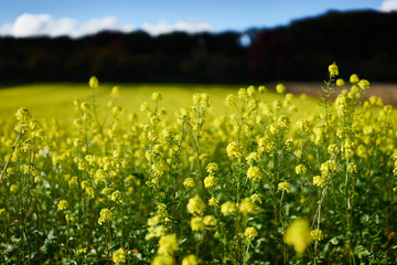 Rape meadow under blue sky / yellow rape on a field in germany