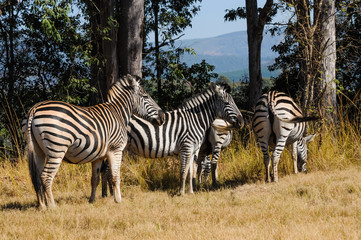 Fototapeta na wymiar Zebras; common zebras; Equus quagga
