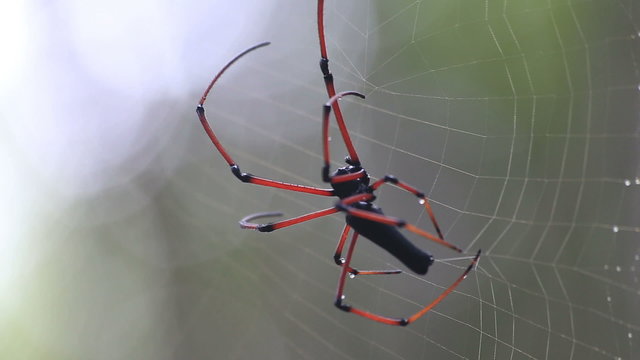 Spider makes web. Closeup high quality video. Four camera angles.
Northern Golden Orb Weaver. Nephila pilipes.