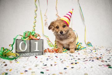 Hund feiert Silvester