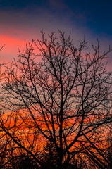 Sunset leafless tree - A beautiful leafless tree on sunset