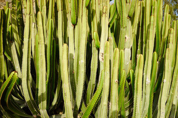 Green cereus cactus in desert of Canaries at sunset / Green prickly cereus cactus in desert in south of Gran Canaria 