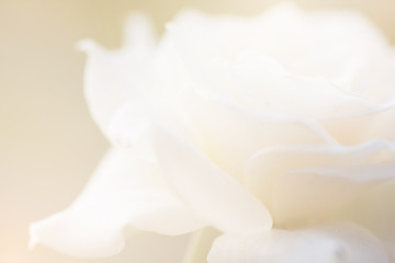 Obraz na płótnie Canvas White roses blur background.