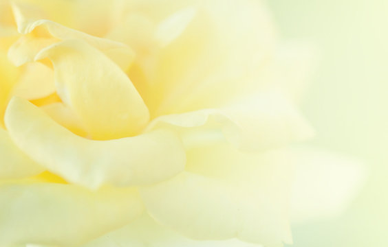  Yellow Roses blur background.