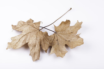 dry maple leaves on a white background