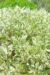 Derain white ornamental shrubs (Cornus alba)