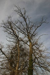 Arbres dépourvues de feuilles.
