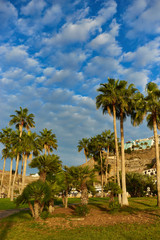 Fototapeta na wymiar Palm trees before blue sky with few clouds / Palms with great green leaves standing alone infront of nice blue sky 