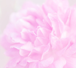 Rose pink blur background.