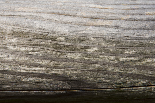 Fototapeta Tekstura drewna