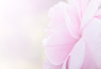 Obraz na płótnie Canvas Rose pink blur background.