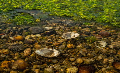 Stagnant water - Lyulyaka island, Prista park, Ruse district, Bulgaria
