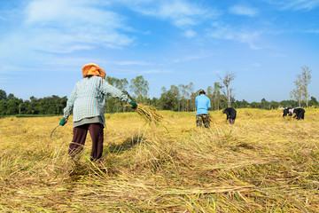 Naklejka na ściany i meble Thailand farmer harvesting the rice in rice field