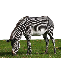 Fototapeta na wymiar A zebra, browsing on meadow with fallen leaves, isolated on white background. Stripted beautiful African hoofed animal on autumn green grass. Black and white wild horse of the hot savanna.