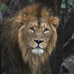 Head with splendid mane of Asian lion. King of beasts, biggest cat of world, looking straight into camera. Most dangerous and mighty predator of world. Wild beauty of nature.