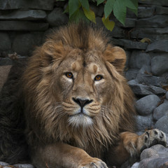 Head of young Asian lion, lying on rocky background. King of beasts, biggest cat of world, looking straight into the camera. The most dangerous and mighty predator of world. Wild beauty of nature.