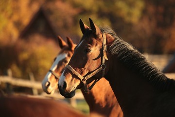 Obraz premium Horse in a pasture on a background of autumn trees