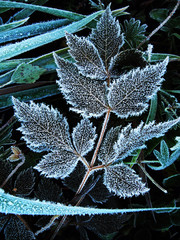  Frozen leaf of an astilbe