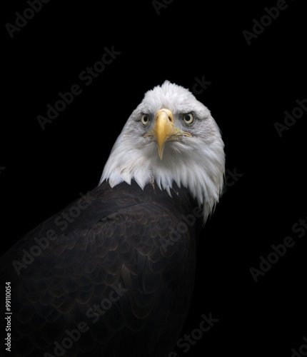 The Head And Shoulder Of A Bald Eagle Haliaeetus