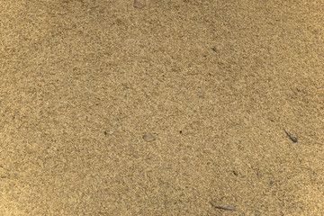 Huge amount of paddy rice background.